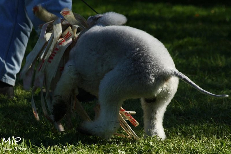 2010-10-03 Coursing-Training GE (31).jpg